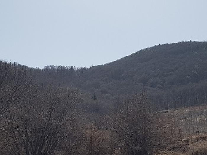 경상북도 청송군 부남면 대전리 산120 임야 경매 사진 14