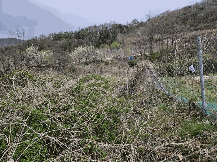 경상북도 청송군 부남면 대전리 산120 임야 경매 사진 2