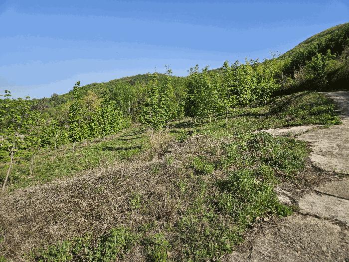 경상북도 청송군 부남면 대전리 산120 임야 경매 사진 3