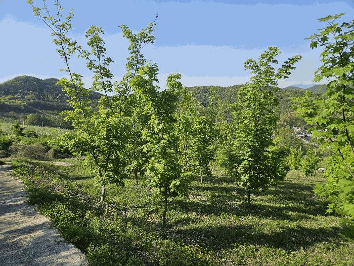 경상북도 청송군 부남면 대전리 산120 임야 경매 사진 7