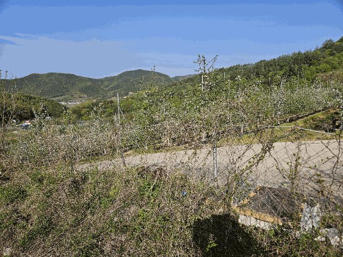 경상북도 청송군 부남면 대전리 산120 임야 경매 사진 8