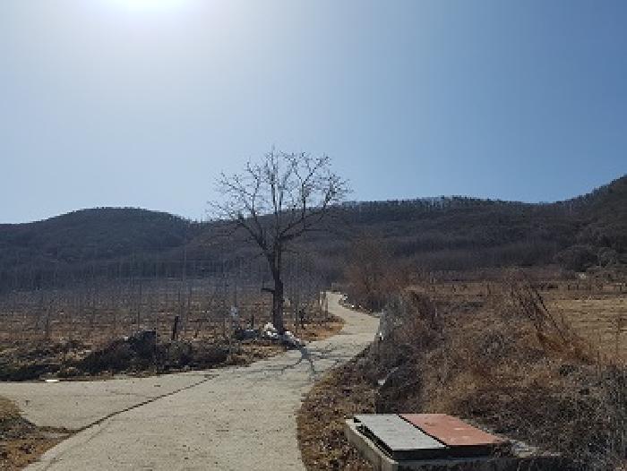 경상북도 청송군 부남면 대전리 산120 임야 경매 사진 9