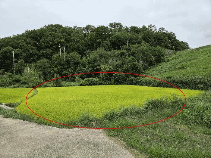 경상북도 구미시 해평면 송곡리 803-44 답 경매 사진 2