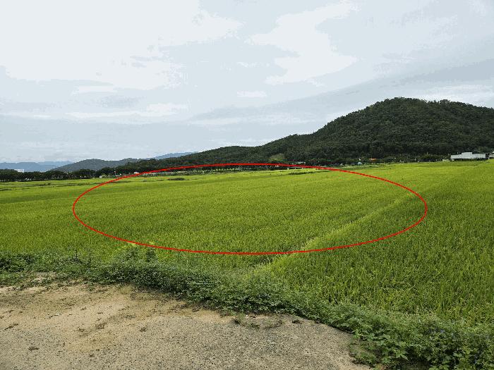 경상북도 구미시 해평면 송곡리 803-44 답 경매 사진 3