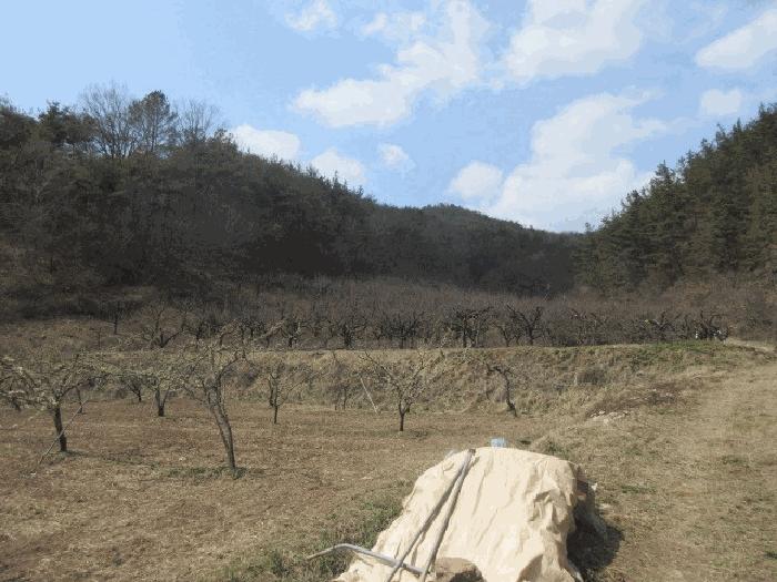 대구광역시 군위군 우보면 문덕리 731 과수원 경매 사진 1