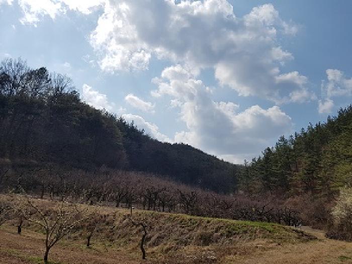 대구광역시 군위군 우보면 문덕리 731 과수원 경매 사진 3