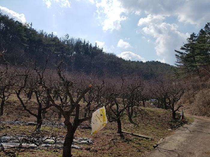 대구광역시 군위군 우보면 문덕리 731 과수원 경매 사진 6