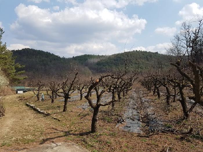 대구광역시 군위군 우보면 문덕리 731 과수원 경매 사진 7
