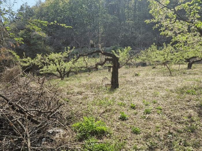 경상북도 김천시 남면 봉천리 산32 임야 경매 사진 3