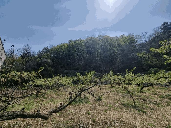경상북도 김천시 남면 봉천리 산32 임야 경매 사진 6