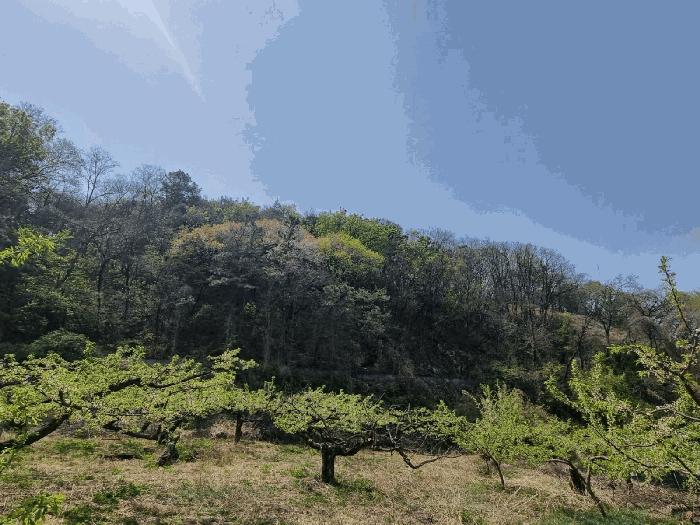 경상북도 김천시 남면 봉천리 산150 임야 경매 사진 5