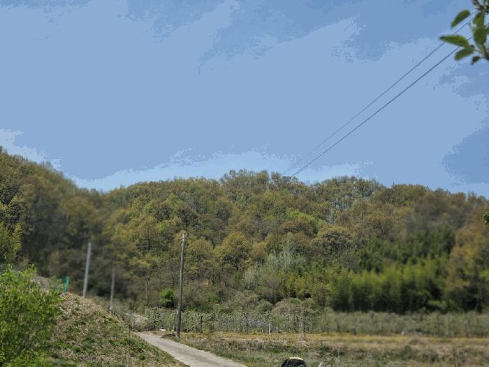 경상북도 김천시 남면 봉천리 산150 임야 경매 사진 7