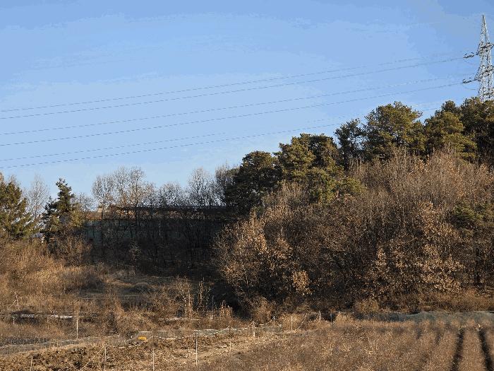 경상북도 영천시 대창면 사리리 산66 임야 경매 사진 4
