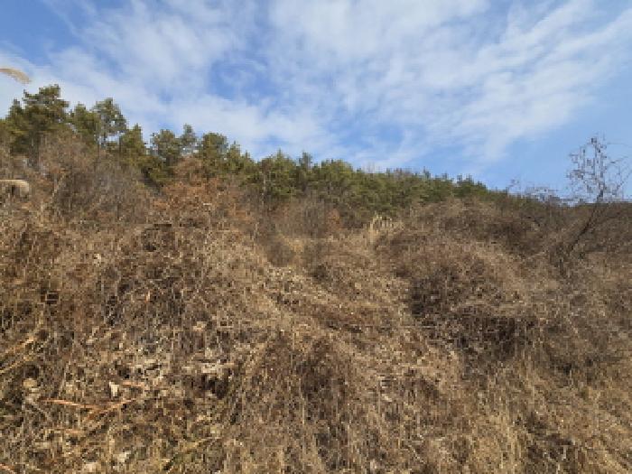 경상북도 영천시 대창면 사리리 산66 임야 경매 사진 6