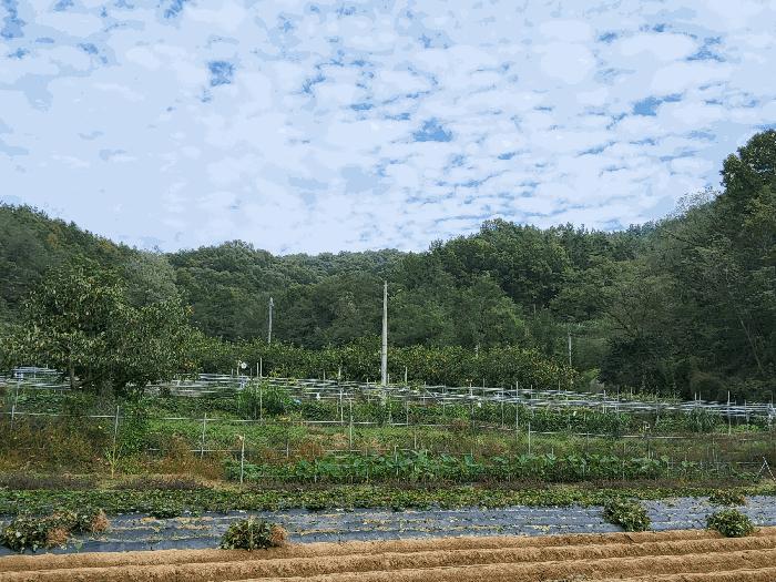 경상북도 김천시 감천면 광기리 산17 임야 경매 사진 7