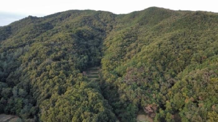 경상북도 구미시 선산읍 죽장리 산28 임야 경매 사진 5