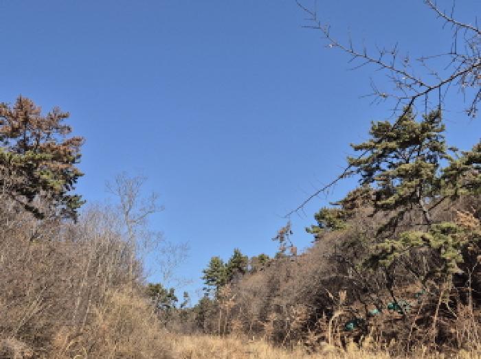울산광역시 울주군 온산읍 강양리 산49-25 임야 경매 사진 10