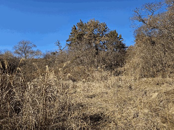 울산광역시 울주군 온산읍 강양리 산49-25 임야 경매 사진 5