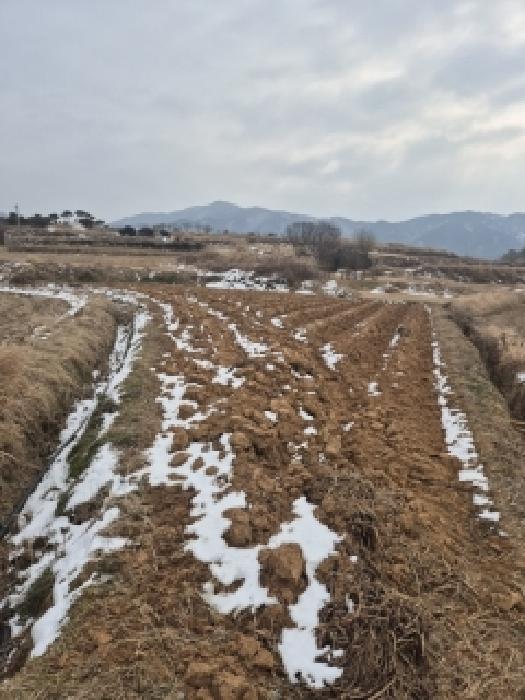 전라남도 영광군 묘량면 운당리 338-3 전 경매 사진 5