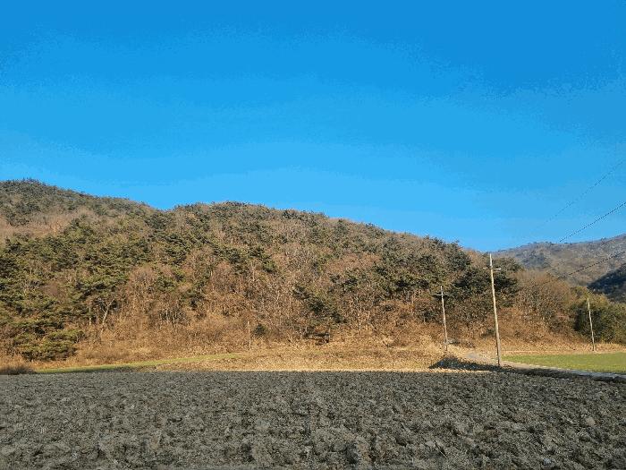 전라남도 영광군 백수읍 대신리 산104 임야 경매 사진 3