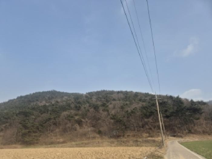 전라남도 영광군 백수읍 대신리 산104 임야 경매 사진 6