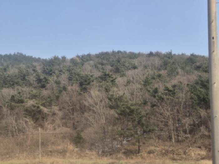 전라남도 영광군 백수읍 대신리 산104 임야 경매 사진 7