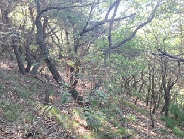 인천광역시 중구 무의동 산224 임야 경매 사진 9