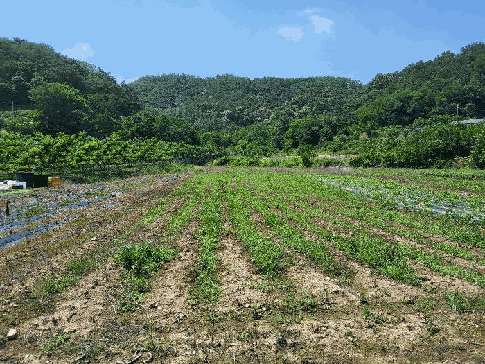 경상북도 영천시 고경면 전사리 231-1 과수원 경매 사진 5