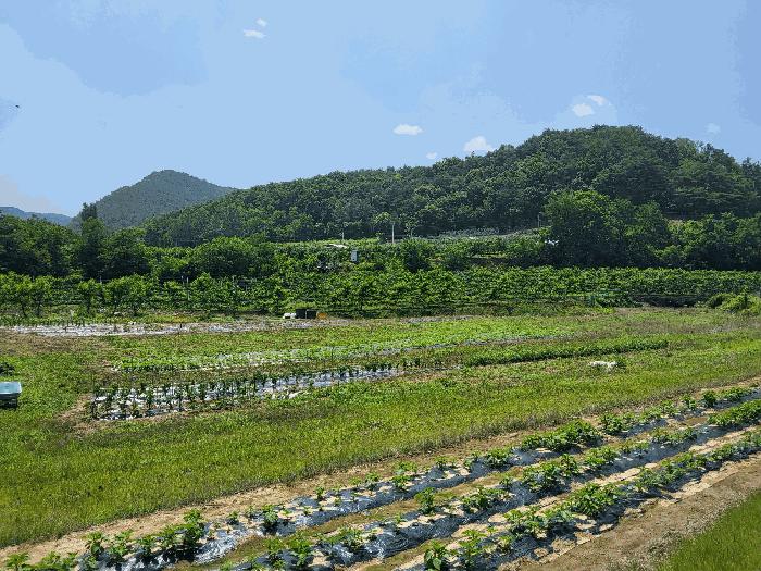 경상북도 영천시 고경면 전사리 231-1 과수원 경매 사진 8