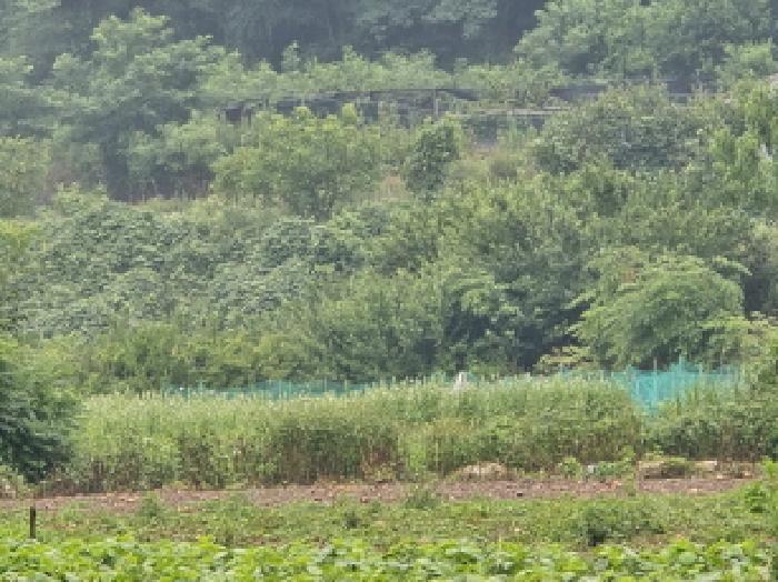 경상북도 영천시 고경면 전사리 358 전 경매 사진 10