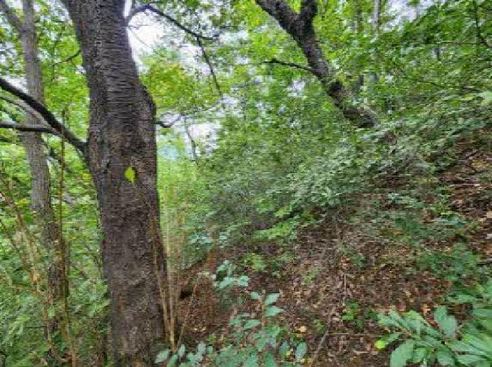 부산광역시 부산진구 부암동 산70 임야 경매 사진 13