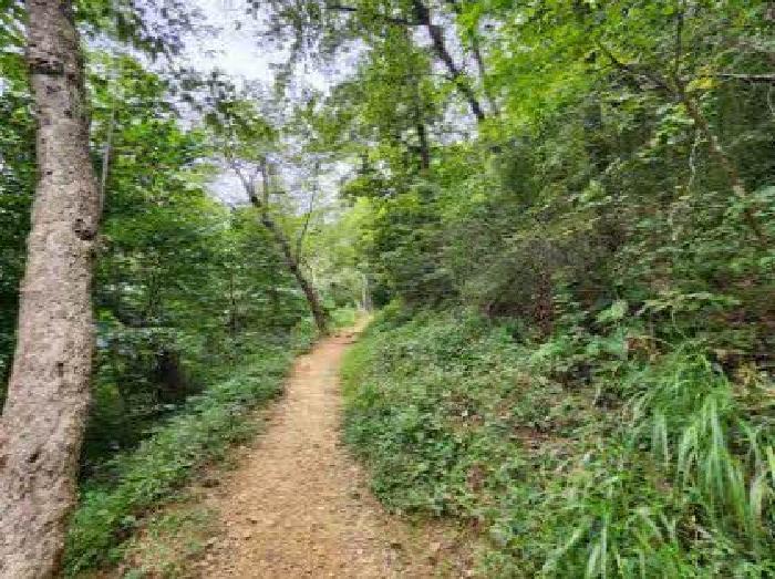 부산광역시 부산진구 부암동 산70 임야 경매 사진 8