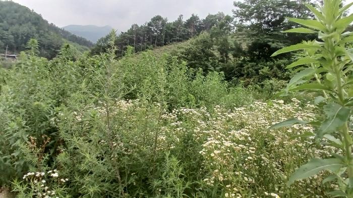 경상남도 거창군 고제면 농산리 31 답 경매 사진 17