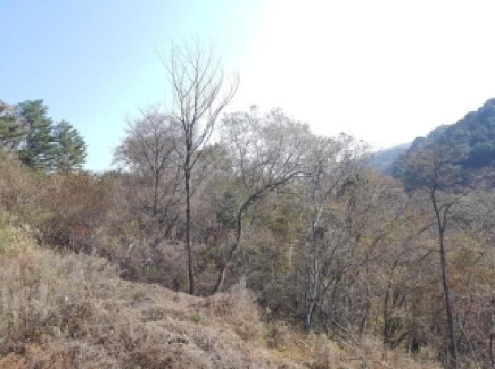 강원특별자치도 인제군 인제읍 원대리 540 전 경매 사진 10