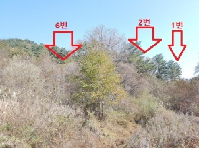 강원특별자치도 인제군 인제읍 원대리 540 전 경매 사진 9