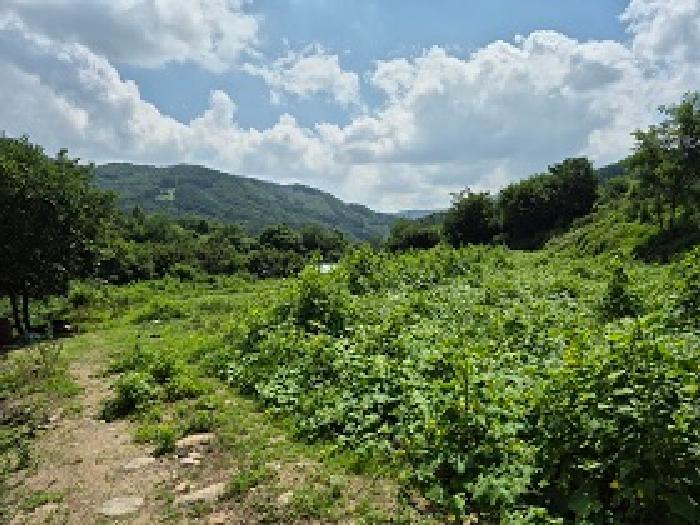 강원특별자치도 원주시 소초면 교항리 481-1 전 경매 사진 4