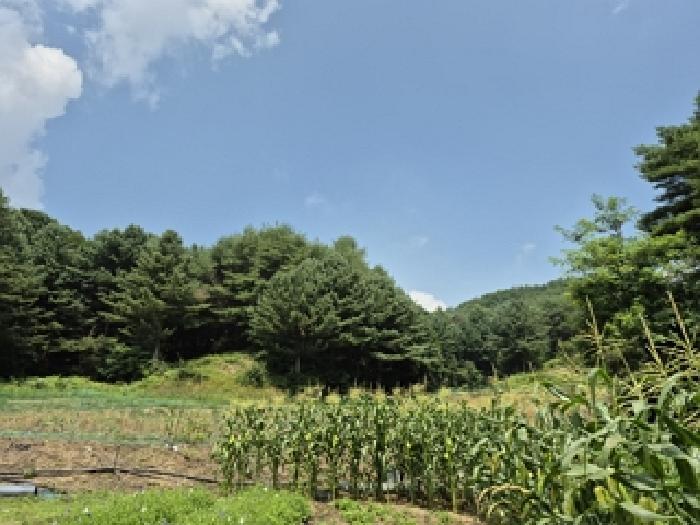 강원특별자치도 횡성군 둔내면 석문리 산49-14 임야 경매 사진 3