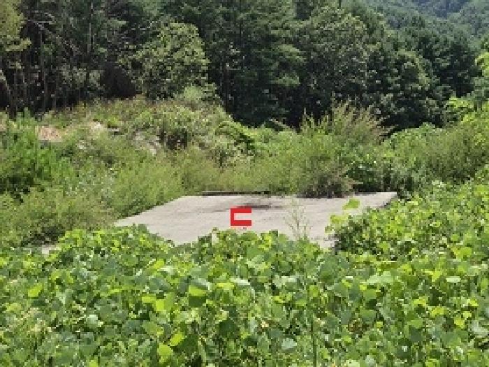 강원특별자치도 횡성군 갑천면 삼거리 산51 임야 경매 사진 5