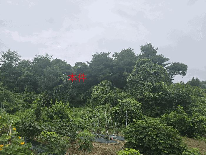 강원특별자치도 원주시 판부면 서곡리 산64 임야 경매 사진 2