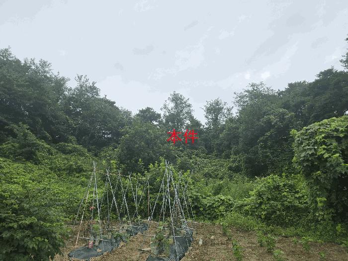 강원특별자치도 원주시 판부면 서곡리 산64 임야 경매 사진 3