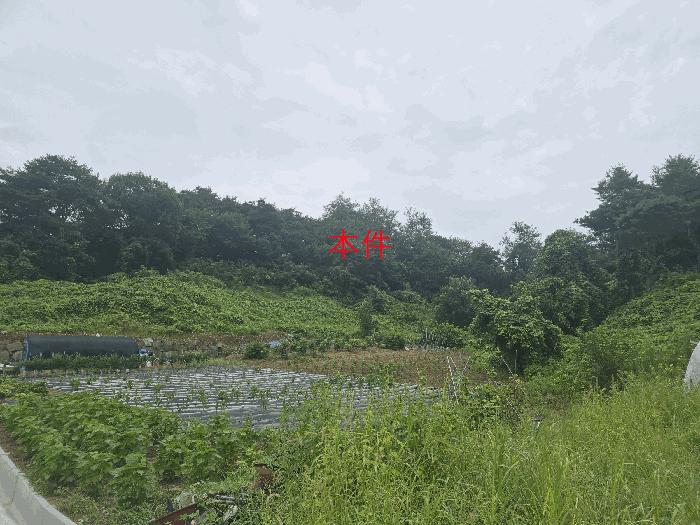 강원특별자치도 원주시 판부면 서곡리 산64 임야 경매 사진 4