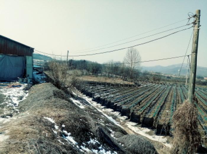 경기도 안성시 일죽면 월정리 812 전 경매 사진 18