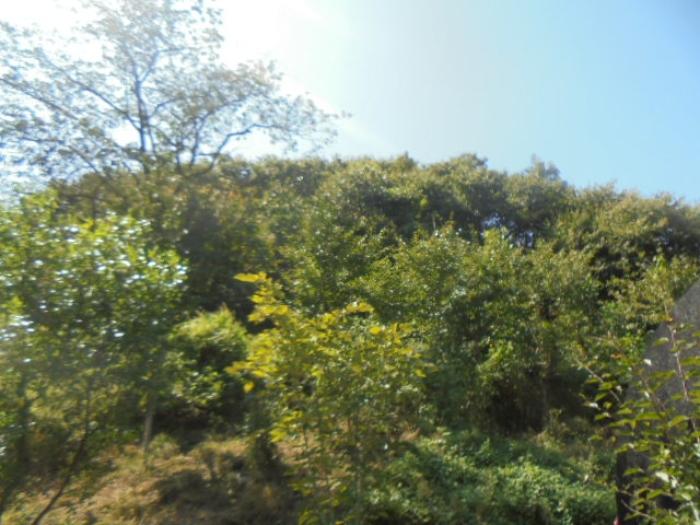 충청북도 충주시 수안보면 고운리 산61 임야 경매 사진 10
