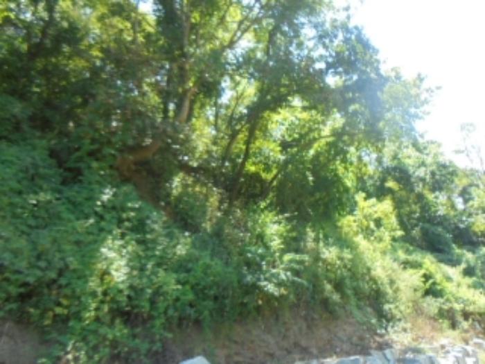충청북도 충주시 수안보면 고운리 산61 임야 경매 사진 7