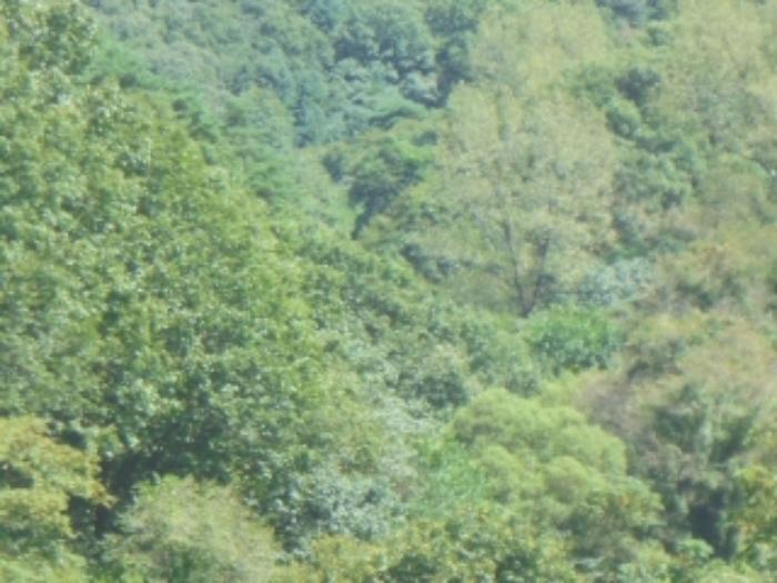 충청북도 충주시 수안보면 고운리 산61 임야 경매 사진 8