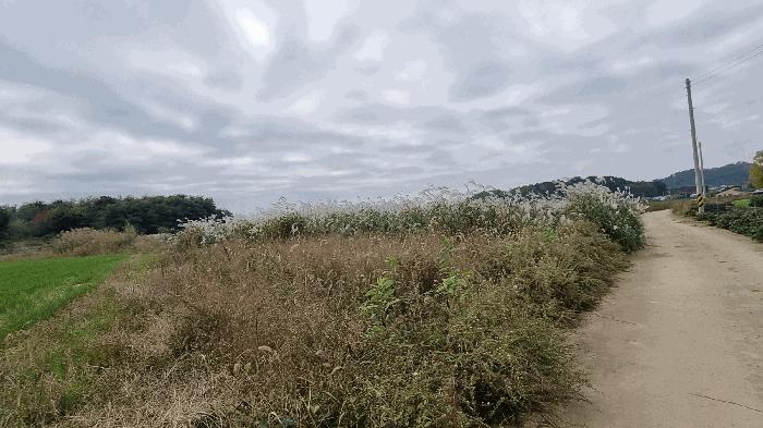 경기도 평택시 팽성읍 본정리 262-4 답 경매 사진 3