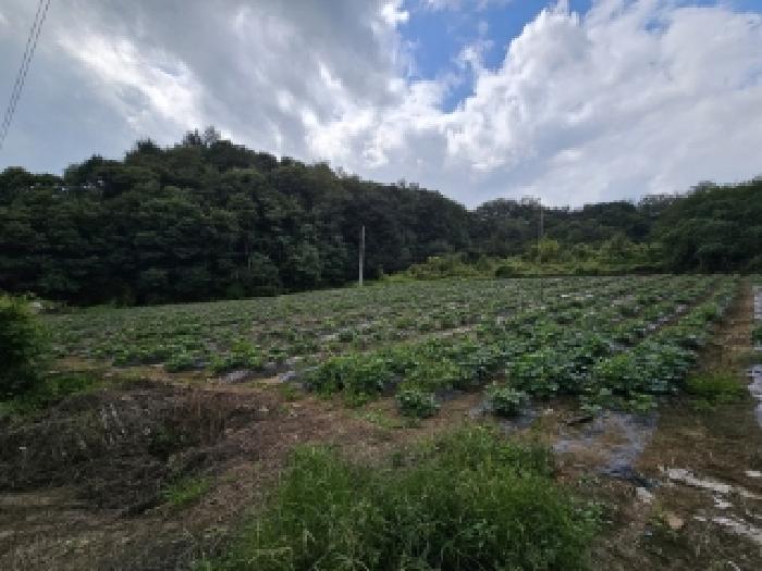 경상북도 영주시 순흥면 태장리 288 전 경매 사진 6