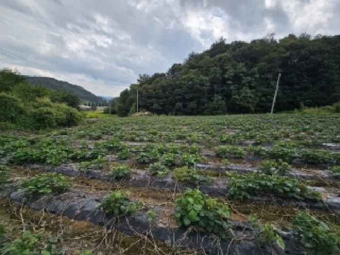 경상북도 영주시 순흥면 태장리 288 전 경매 사진 7