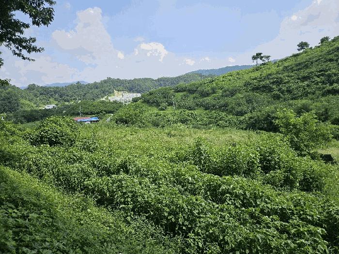 충청북도 음성군 감곡면 오향리 165 주택 경매 사진 5