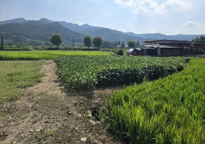 충청북도 충주시 앙성면 조천리 107 답 경매 사진 19